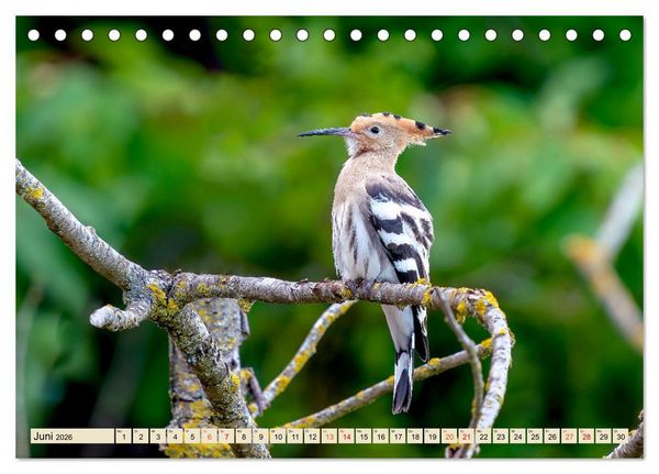 Produktbild: Unsere Vogelvielfalt: Ein Schatz zum Entdecken und Sch&uuml;tzen (Tischkalender 2026 DIN A5 quer), CALVENDO Monatskalender