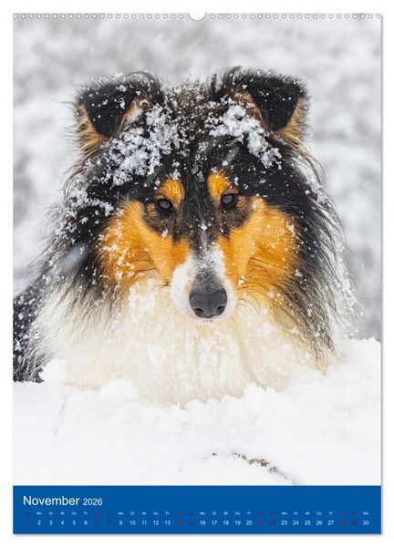 Produktbild: Traumhund Collie - Gl&uuml;ck auf vier Pfoten (Wandkalender 2026 DIN A2 hoch), CALVENDO Monatskalender