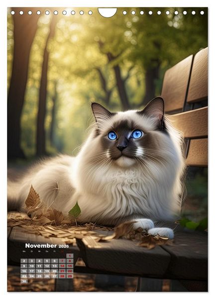 Produktbild: Pfotenabenteuer - Ragdolls in der Natur (Wandkalender 2026 DIN A4 hoch), CALVENDO Monatskalender