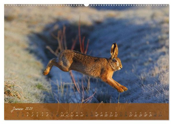 Produktbild: Feldhasen in H&ouml;chstform (hochwertiger Premium Wandkalender 2027 DIN A2 quer), Kunstdruck in Hochglanz