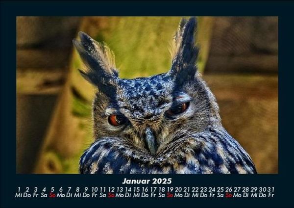 Produktbild: Welt der V&ouml;gel 2025 Fotokalender DIN A5