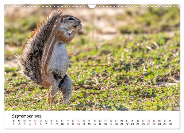Produktbild: Afrikas kleine Stars (Wandkalender 2026 DIN A3 quer), CALVENDO Monatskalender