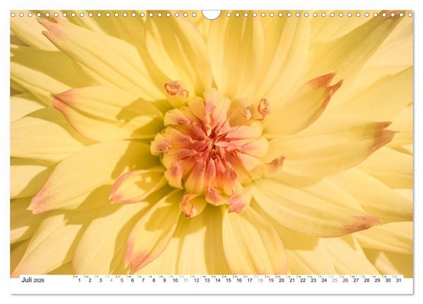 Produktbild: Dahlien-Kronen (Wandkalender 2026 DIN A3 quer), CALVENDO Monatskalender
