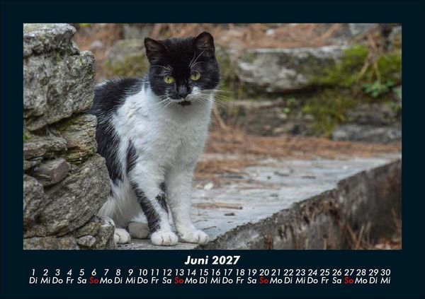 Produktbild: Tiere in der Wildnis 2027 Fotokalender DIN A5