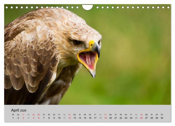 Produktbild: Scharfblick (Wandkalender 2026 DIN A4 quer), CALVENDO Monatskalender