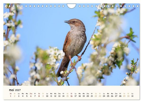 Produktbild: Les voisins du jardin - Une ann&eacute;e de rencontres (Calendrier mural 2027 DIN A4 vertical), CALVENDO calendrier mensuel