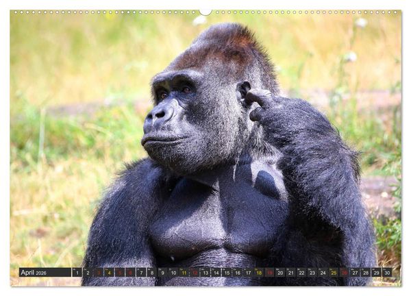 Produktbild: Flachlandgorillas in Apenheul (Wandkalender 2026 DIN A2 quer), CALVENDO Monatskalender