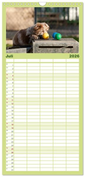 Produktbild: Familienplaner 2026 - Aussie Welpen 2026 mit 5 Spalten (Wandkalender, 21 x 45 cm) CALVENDO