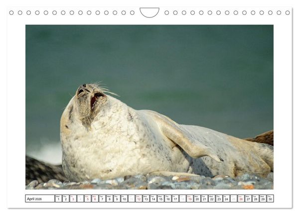 Produktbild: Seals on the Beach (Wall Calendar 2026 DIN A4 landscape), CALVENDO 12 Month Wall Calendar