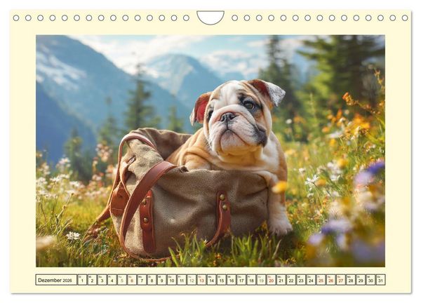 Produktbild: Bulldogs on Tour. Urlaubsreif und schnaufend zum Gipfelgl&uuml;ck (Wandkalender 2026 DIN A4 quer), CALVENDO Monatskalender