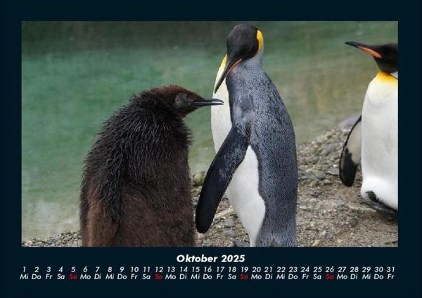 Produktbild: Pinguine & Eisb&auml;ren 2025 Fotokalender DIN A4
