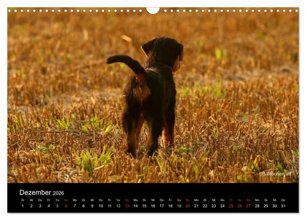 Produktbild: Airedale Terrier Welpen (Wandkalender 2026 DIN A3 quer), CALVENDO Monatskalender