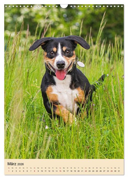 Produktbild: Schweizer Sennenhunde stellen sich vor (Wandkalender 2026 DIN A3 hoch), CALVENDO Monatskalender