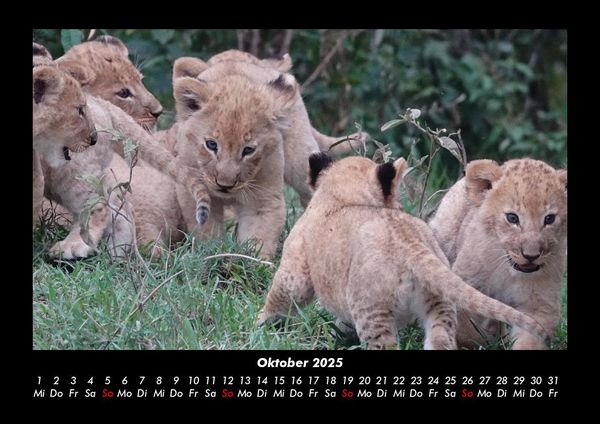 Produktbild: Der Tierkalender 2025 Fotokalender DIN A3