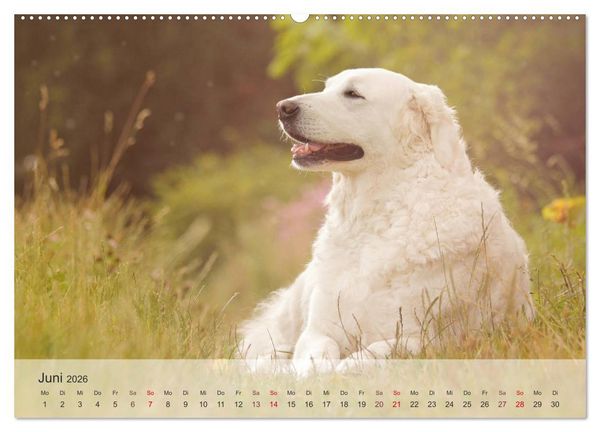 Produktbild: Hunde 2026 - Treue Begleiter (Wandkalender 2026 DIN A2 quer), CALVENDO Monatskalender