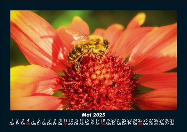 Produktbild: Blumentr&auml;ume 2025 Fotokalender DIN A5