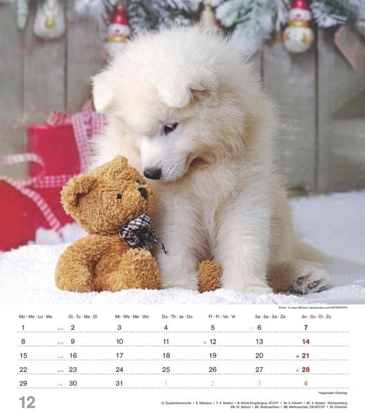 Niedliche Hundekinder 2025 WandKalender TierKalender 30x34