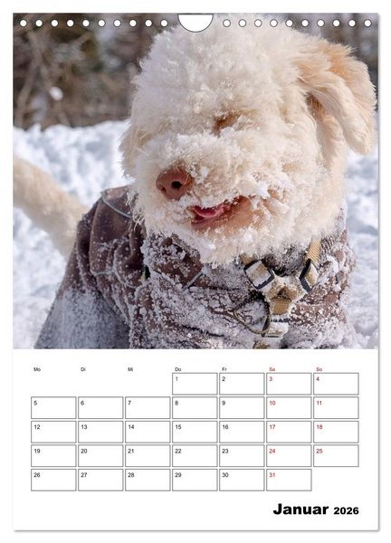 Produktbild: Lagotto Romagnolo - Lustige Zwerge (Wandkalender 2026 DIN A4 hoch), CALVENDO Monatskalender
