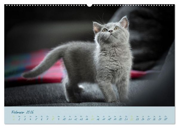 Produktbild: Ein kleiner Kater entdeckt die Welt! (Wandkalender 2026 DIN A2 quer), CALVENDO Monatskalender