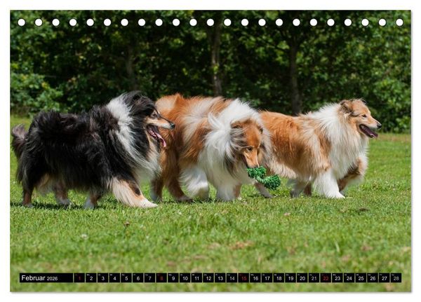 Produktbild: Collie - Mein bester Freund (Tischkalender 2026 DIN A5 quer), CALVENDO Monatskalender