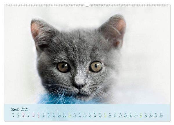 Produktbild: Ein kleiner Kater entdeckt die Welt! (Wandkalender 2026 DIN A2 quer), CALVENDO Monatskalender
