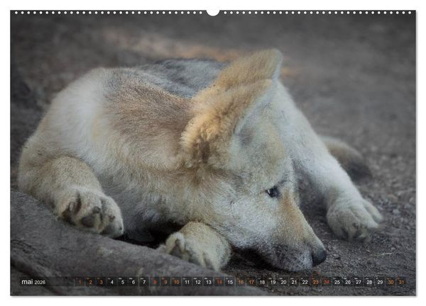 Produktbild: Les p'tits loups gris (Calendrier mural 2026 DIN A2 vertical) calendrier de bureau