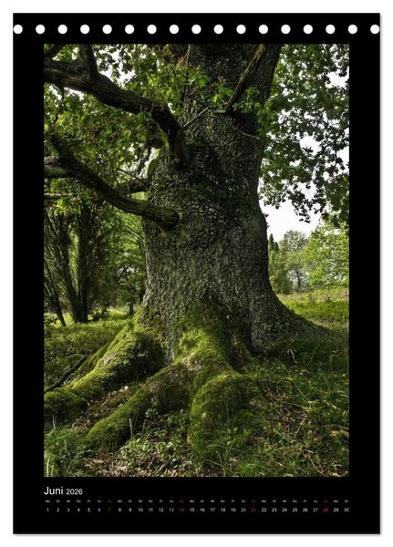 Produktbild: Mythos Baum / 2026 (Tischkalender 2026 DIN A5 hoch), CALVENDO Monatskalender