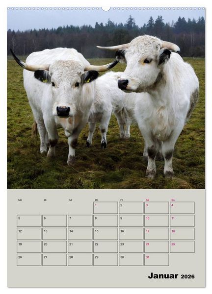 Produktbild: Kuhportraits Hornk&uuml;he (hochwertiger Premium Wandkalender 2026 DIN A2 hoch), Kunstdruck in Hochglanz