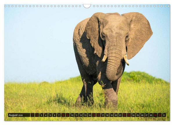 Produktbild: Safari Afrika (Wandkalender 2026 DIN A3 quer), CALVENDO Monatskalender