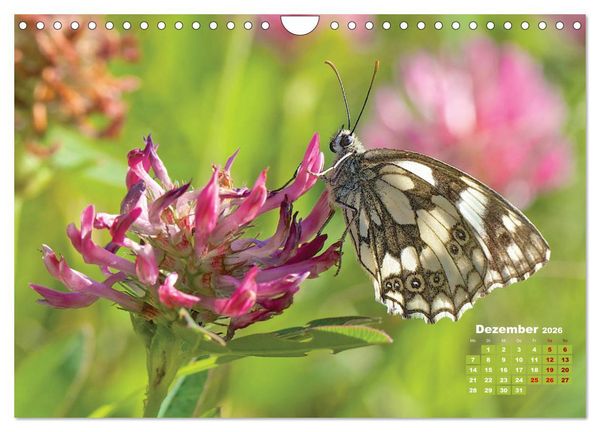 Produktbild: GEOclick Lernkalender: Portr&auml;ts einheimischer Schmetterlinge (Wandkalender 2026 DIN A4 quer), CALVENDO Monatskalender