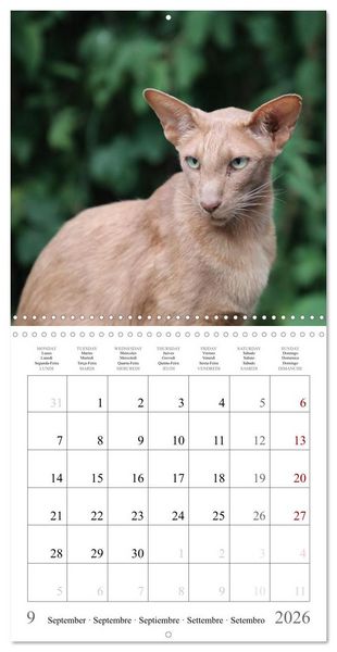 Produktbild: F&eacute;lins au fil des mois (Calendrier mural carr&eacute; 2026 30x30 cm) Calendrier double avec une page pour vos prises de notes