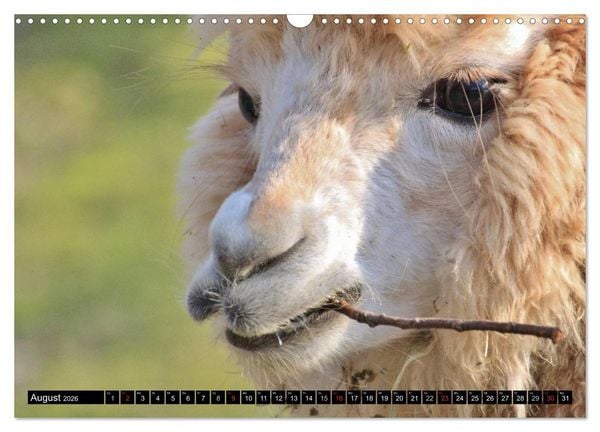 Produktbild: Alpakas und Lamas (Wandkalender 2026 DIN A3 quer), CALVENDO Monatskalender