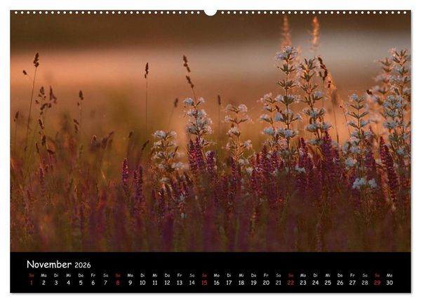 Produktbild: Naturjuwelen - Neusiedler See (Wandkalender 2026 DIN A2 quer), CALVENDO Monatskalender