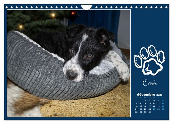 Produktbild: Border collie puppies (Calendrier mural 2026 DIN A4 vertical), CALVENDO calendrier mensuel
