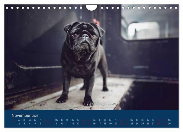 Produktbild: Diesel - ein mopsiges Leben (Wandkalender 2026 DIN A4 quer), CALVENDO Monatskalender