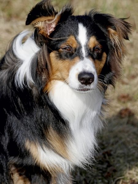 Produktbild: CALVENDO Puzzle Aussie | 1000 Teile Lege-Gr&ouml;&szlig;e 64x48cm Foto-Puzzle f&uuml;r gl&uuml;ckliche Stunden