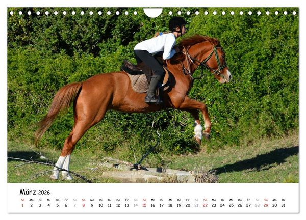 Produktbild: Pony Springreiten (Wandkalender 2026 DIN A4 quer), CALVENDO Monatskalender