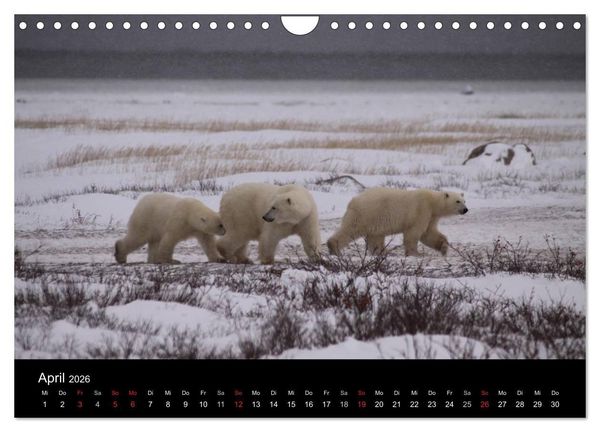 Produktbild: Arktische Tr&auml;ume - Eisb&auml;ren in Kanada (Wandkalender 2026 DIN A4 quer), CALVENDO Monatskalender