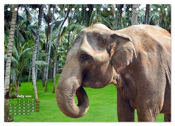 Produktbild: Gentle giants in the jungle (Desk Calendar 2026 DIN A5 landscape), CALVENDO 12 Month DeskCalendar
