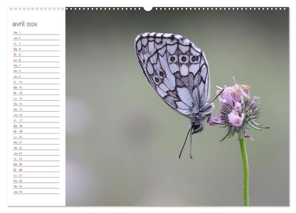 Produktbild: Dans le jardin des papillons (Calendrier mural 2026 DIN A2 vertical), CALVENDO calendrier mensuel