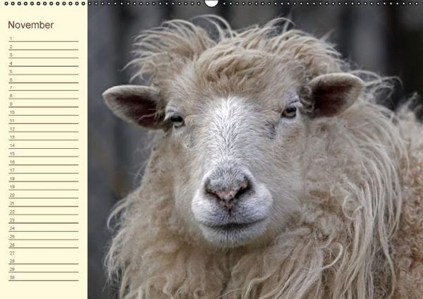 Produktbild: Der wollige Geburtstagskalender (Wandkalender immerw&auml;hrend DIN A2 quer)