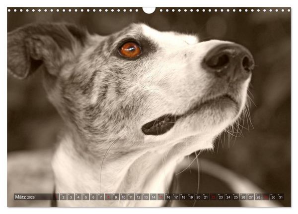 Produktbild: Galgo eye-catcher (Wandkalender 2026 DIN A3 quer), CALVENDO Monatskalender