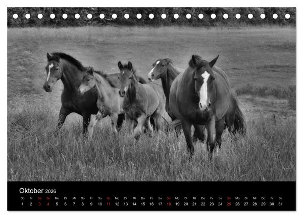 Produktbild: Pferde 2026 Wild Thing (Tischkalender 2026 DIN A5 quer), CALVENDO Monatskalender