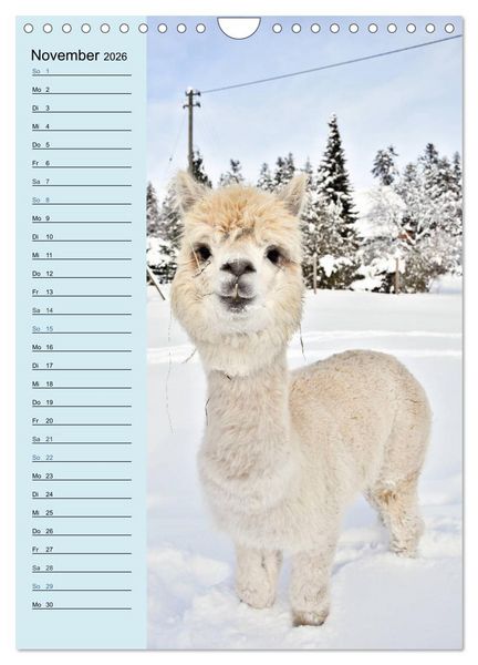Produktbild: Alpakas zum Knuddeln gerne (Wandkalender 2026 DIN A4 hoch), CALVENDO Monatskalender