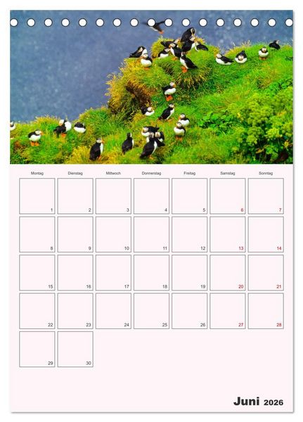 Produktbild: Papageitaucher Monatsplaner (Tischkalender 2026 DIN A5 hoch), CALVENDO Monatskalender