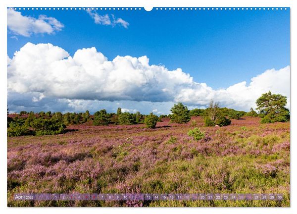 Produktbild: Im Bl&uuml;tenrausch der L&uuml;neburger Heide (Wandkalender 2026 DIN A2 quer), CALVENDO Monatskalender