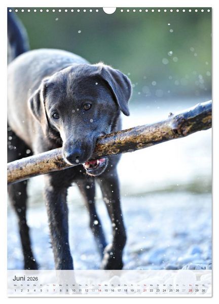 Produktbild: Hundepers&ouml;nlichkeiten (Wandkalender 2026 DIN A3 hoch), CALVENDO Monatskalender
