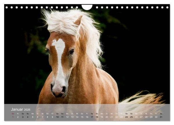 Produktbild: Pferde - Anmut und St&auml;rke gepaart mit Magie (Wandkalender 2026 DIN A4 quer), CALVENDO Monatskalender