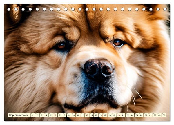 Produktbild: Chow Chow - der L&ouml;wenkopfhund (Tischkalender 2026 DIN A5 quer), CALVENDO Monatskalender