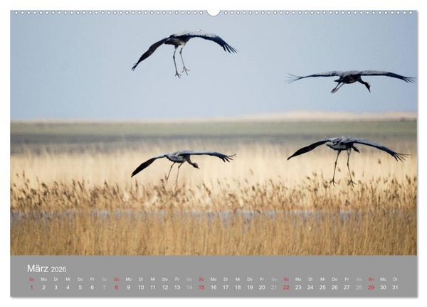 Produktbild: Kraniche in Vorpommern (hochwertiger Premium Wandkalender 2026 DIN A2 quer), Kunstdruck in Hochglanz